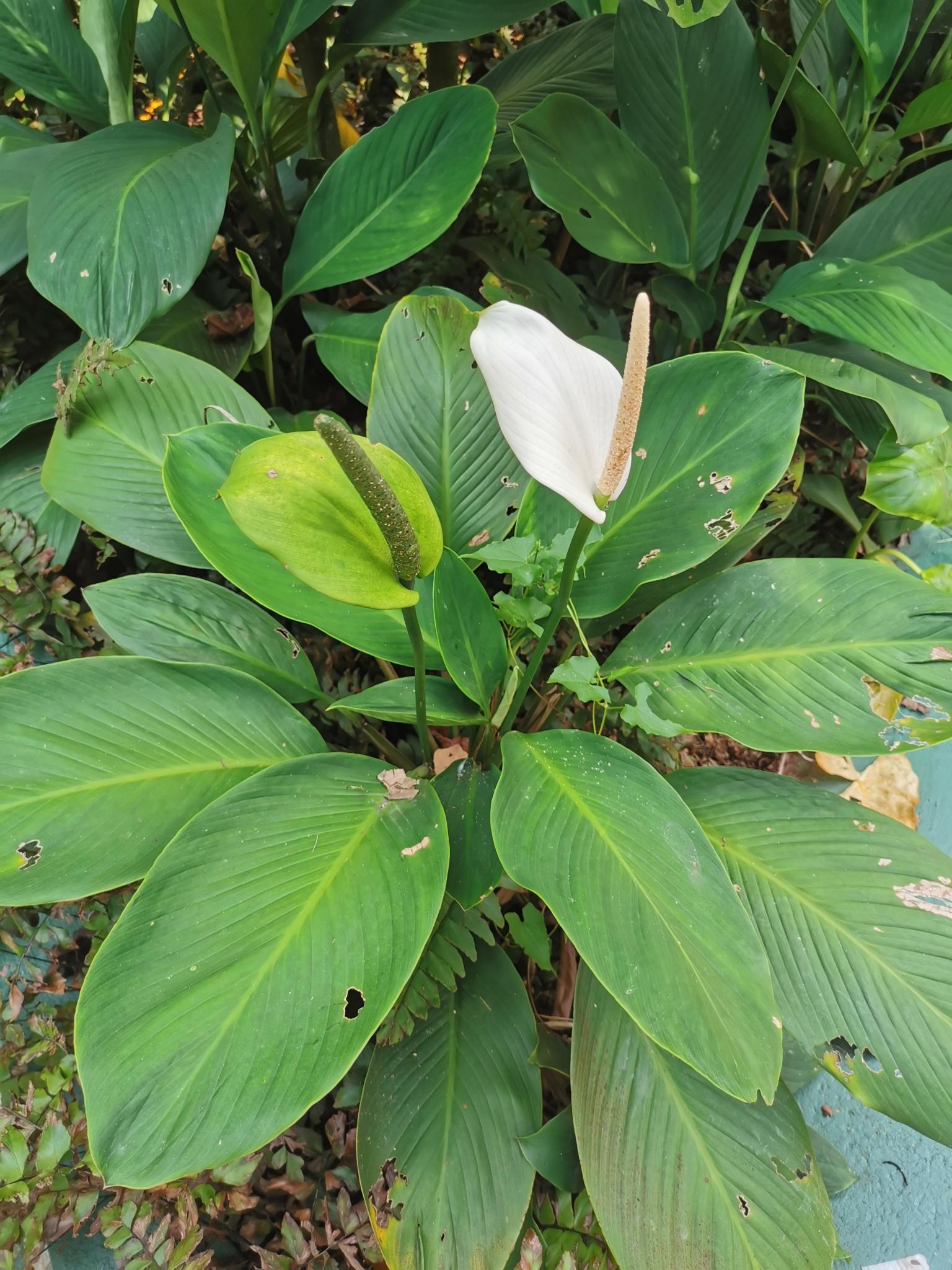Spathiphyllum wallisii